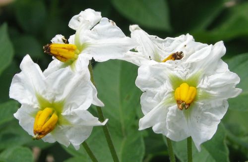 Bulvė, Vidaus Bulvės, Solanum Tuberosum, Gėlės, Iš Arti, Moneymore, Ontarijas, Kanada