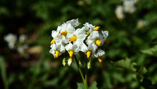 Bulvių Žiedai,  Iš Arti,  Bulvė,  Žiedas,  Žydi,  Žemdirbystė,  Bulvių Laukas,  Nachtschattengewächs,  Pobūdį,  Erdapfelblüten,  Augalų,  Žemė Obuolių,  Bulvių Krūmas,  Bulvių Žydėjimo Būsenoje,  Baltos Spalvos,  Bulvių Žolė,  Pasėlių,  Gėlė