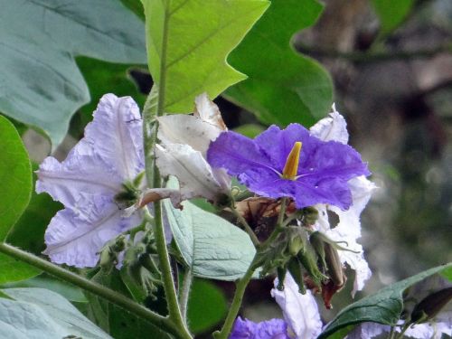 Bulvių Medis, Milžiniškas Žvaigždžių Bulvių Medis, Gėlė, Violetinė, Solanum Macranthum, Solanaceae, Kodagu, Indija