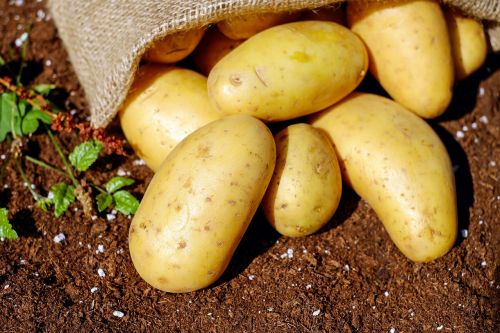 Bulvės, Daržovės, Erdfrucht, Bio, Derlius, Sodas