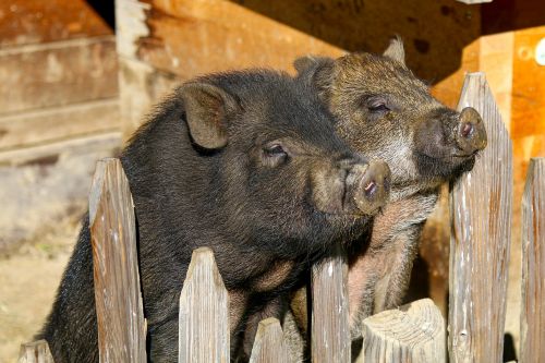 Šikšnosparniai, Kiaulė, Naminė Kiaulė, Gyvuliai, Žinduolis, Ūkis, Atsipalaidavęs, Laiminga Kiaulė, Masyvi, Storas, Gamta