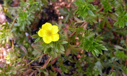 Potentilla, Augalas, Gėlė, Gėlių, Geltona, Žiedas