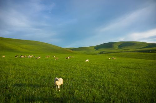 Prairie, Avys, Vidinė Mongolija