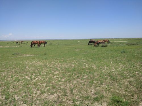 Prairie, Tuščia, Mėlynas Dangus, Arklys