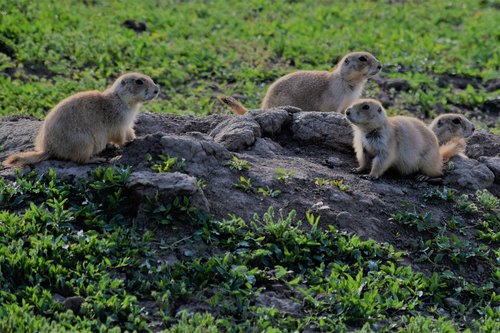 Prairie Šunys,  Gyvūnijos,  Gamta