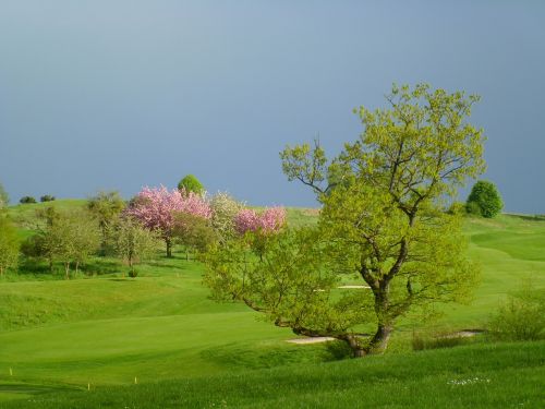 Prato, Golfas, Griauna, Dangus, Buka, Smėlis, Skylės, Žalias, Sportas, Vyšnia, Gėlės, Gamta, Tyla, Gėlė, Rosa, Pavasaris, Medis, Grožis, Žydėti, Augalai, Spalvinga, Pavasario Gėlės, Žalia Spalva, Parkas, Medžiai