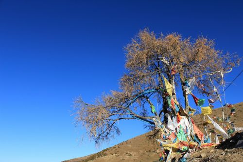 Maldos Vėliavos, Medis, Tibetiečių Vietovėse