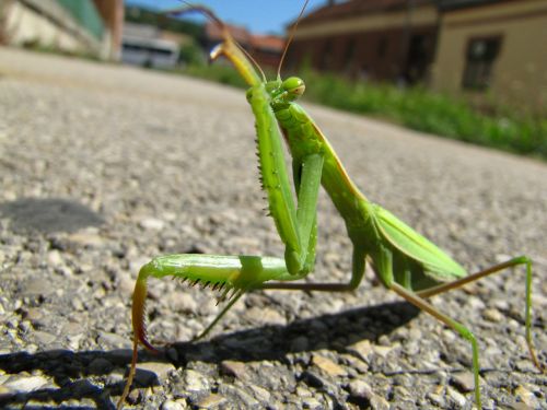 Meldžiasi Mantis, Gyvūnas, Gatvė, Vabzdys, Namai