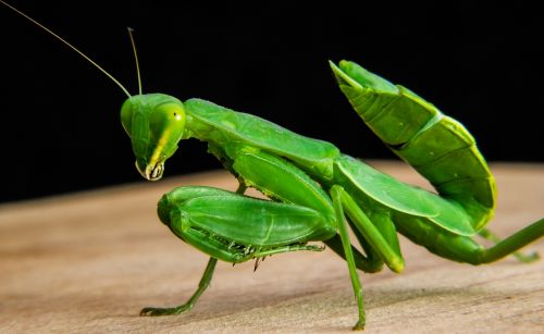 Meldžiasi Mantis, Žūklės Žirnis, Žalias, Uždaryti