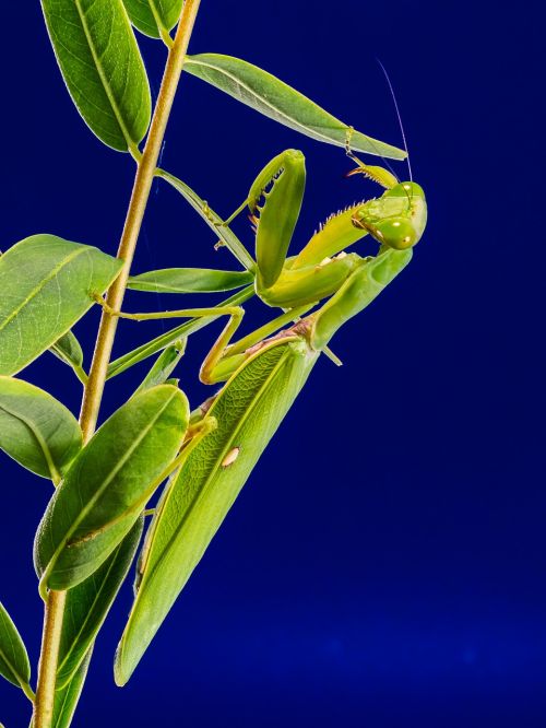 Meldžiasi Mantis, Žūklės Žirnis, Žalias, Uždaryti