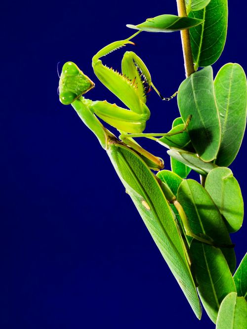 Meldžiasi Mantis, Žūklės Žirnis, Žalias, Uždaryti