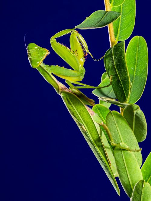 Meldžiasi Mantis, Žūklės Žirnis, Žalias, Uždaryti