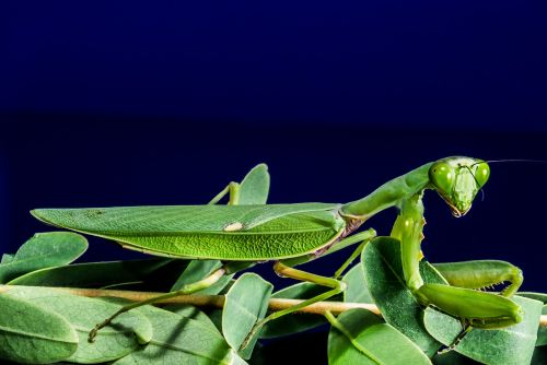 Meldžiasi Mantis, Žūklės Žirnis, Žalias, Uždaryti