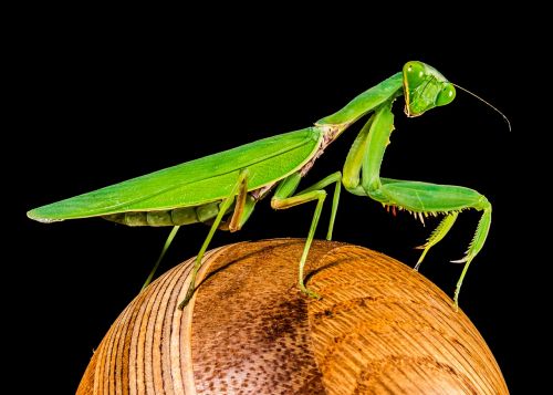 Meldžiasi Mantis, Žūklės Žirnis, Žalias, Uždaryti