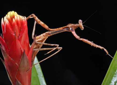 Meldžiasi & Nbsp,  Mantis,  Iš Arti,  Makro,  Portretas,  Vabzdys,  Negraži,  Creepy,  Gamta,  Laukinė Gamta,  Nuotrauka,  Vaizdas,  Malda Mantis Makro Portretas