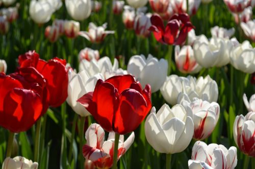 Tulpės,  Gėlės,  Raudona,  Balta,  Gamta,  Raudonos Ir Baltos Tulpės