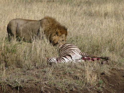 Plėšrūnas, Liūtas, Zebra, Chilly, Masai Mara Nacionalinis Parkas, Kenya, Gamta, Laukiniai, Afrika, Nacionalinis Parkas, Medžioti, Dideli Penki, Grobis