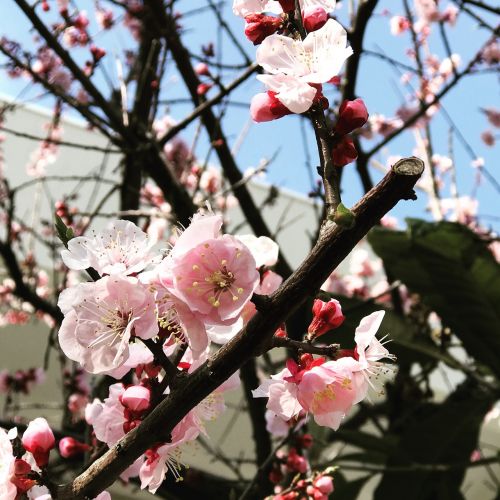 Graži, Sakura, Žydi