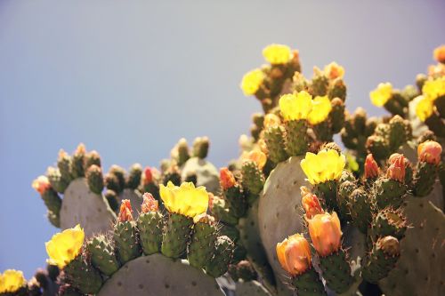 Dygliuotas Kriaušes, Kaktusas, Kaktusas Šiltnamius, Vaisiai, Šerti, Dygliuotas, Kaktusiniai Vaisiai, Kipras