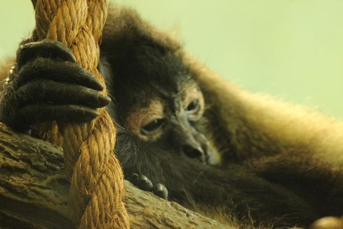 Primatas, Saint Louis, Zoologijos Sodas