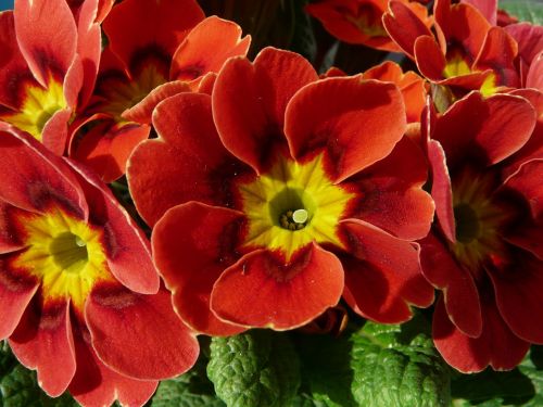 Primozė, Raudona, Gėlės, Dekoratyvinis Augalas, Balkonų Gamykla, Pirminis Šiltnamio Efektas, Primulaceae