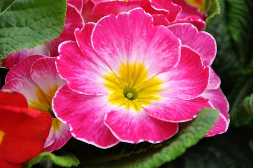 Primozė, Pavasario Gėlės, Rožinis, Primula