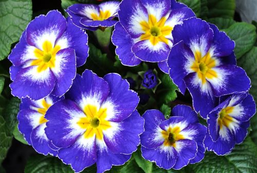 Primozė, Pavasaris, Gėlės, Mėlyna Primula