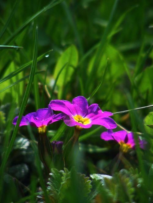 Primozė, Pavasaris, Pavasario Gėlė, Violetinė