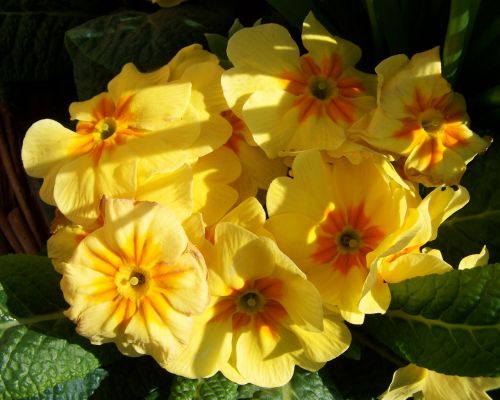 Primozė, Geltona Gėlė, Pavasario Gėlė