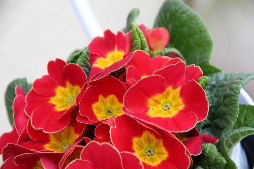 Primozė, Raudona, Pavasario Gėlė, Primula