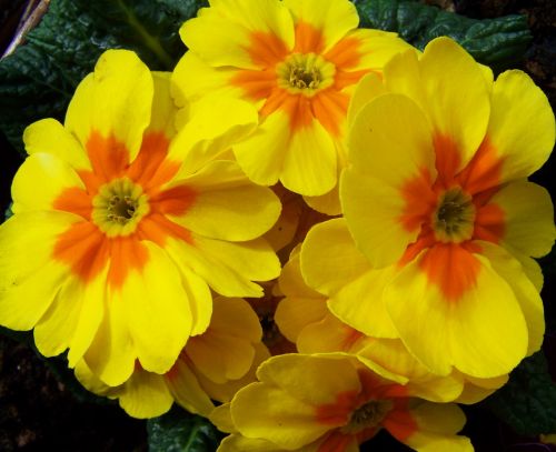 Primozė, Pavasario Gėlė, Geltona Gėlė