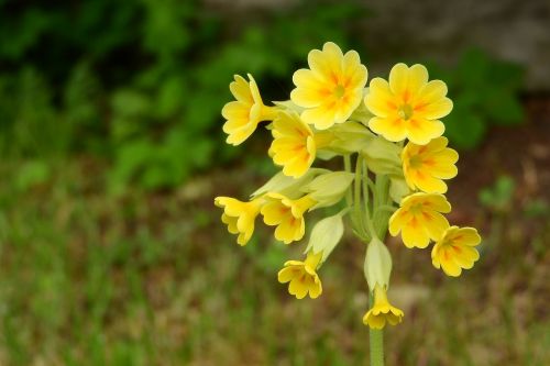 Primozė, Pavasario Gruntas, Primula Veris, Pavasario Aspektas, Pavasario Gėlės, Geltonos Gėlės