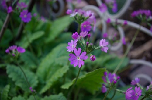 Primozė, Pavasario Gėlės, Violetinė