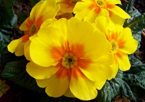Primozė, Geltona Gėlė, Primula, Pavasario Gėlė