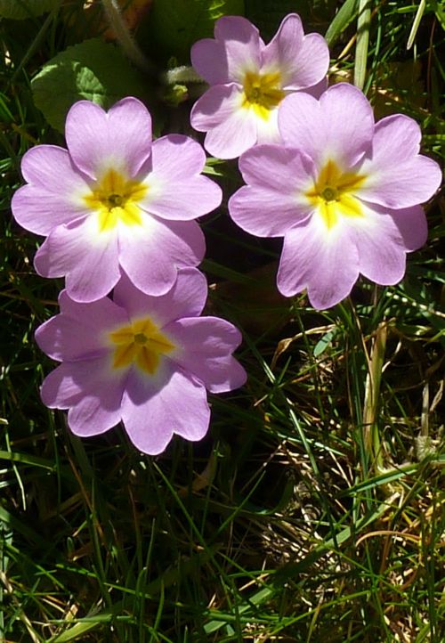 Primozė, Gėlė, Augalas, Primula, Primrosės, Pavasaris, Agurkų Veislės, Violetinė