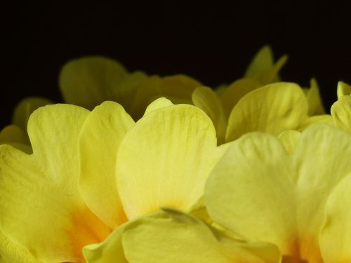 Primozė, Gėlė, Žiedas, Žydėti, Geltona, Primula, Pirminis Šiltnamio Efektas, Primulaceae, Blumenstock