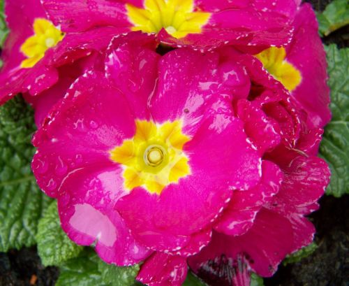 Primula, Rožinė Ramunė, Pavasario Gėlė