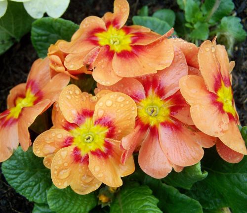 Primula, Primozė, Pavasario Gėlė