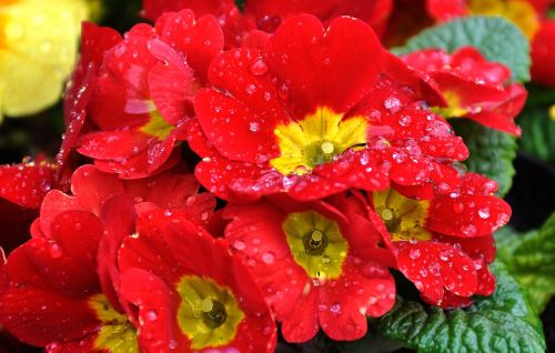 Primula, Pavasaris, Pavasario Gėlė, Raudona