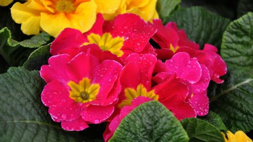 Primula, Pavasaris, Pavasario Gėlė, Violetinė