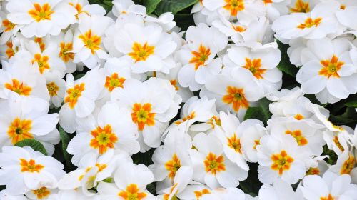 Primula, Pavasaris, Pavasario Gėlė, Balta