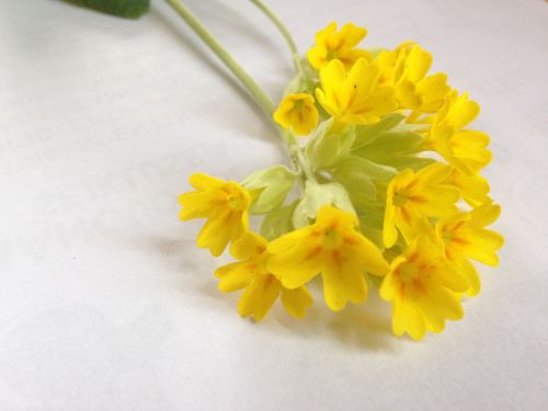 Primula Veris, Gėlė, Pavasaris, Geltona, Primula, Natūralus, Žolelių