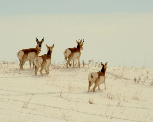 Pronghorn, Laukinė Gamta, Gamta, Lauke, Sniegas, Žiema, Žiūri, Bandas, Antilocapra Americana, Nacionalinis Parkas, Dykuma