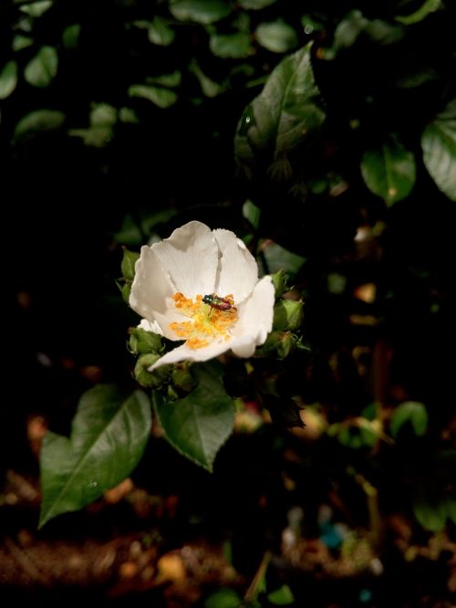 Protaetia Cuprea, Coleoptera, Balta, Gėlė, Klaida, Makro