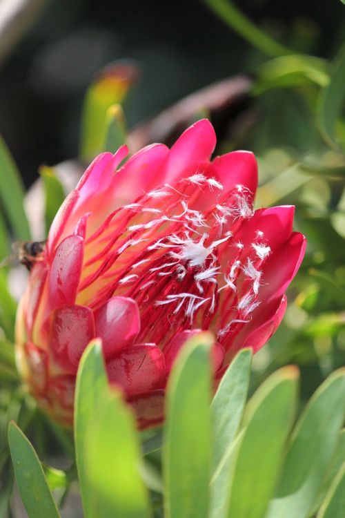 Protea, Afrika, Gėlė