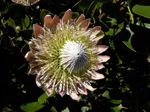 Protea, Gėlė, Naujoji Zelandija, Botanikos