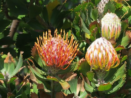 Protea, Gėlė, Pietų Afrika, Cape Town, Botanikos Sodas, Kirstenbosch