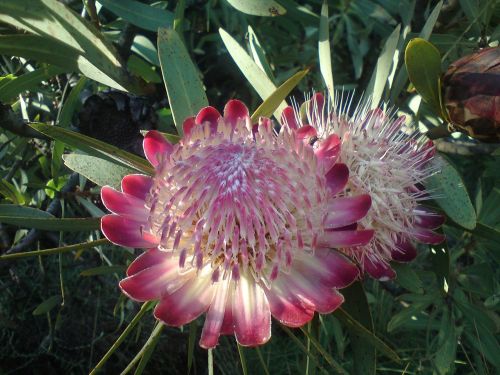 Protea, Pietų Afrika, Rožinis, Gėlė, Žiedas
