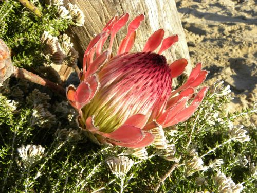Protea, Gėlė, Karaliaus Proteas, Protea Cynaroids, Medaus Puodas, Karališkasis Cukrus Krūmas, Pietų Afrika