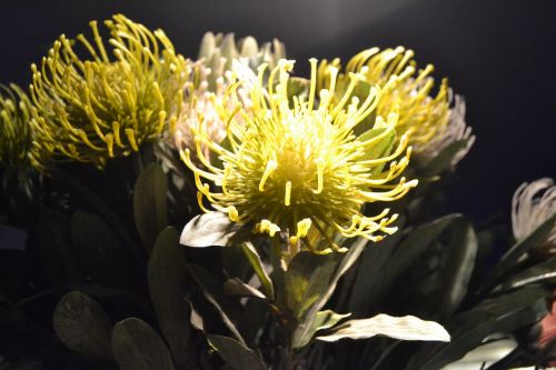 Protea, Flora, Egzotiškas, Neįprastas, Gėlė